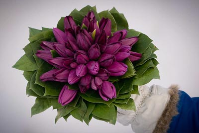 Tulip Bouquet