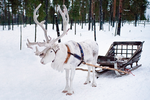 Arrive by Reindeer