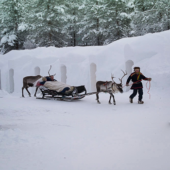 Bride in Reindeer Sleigh